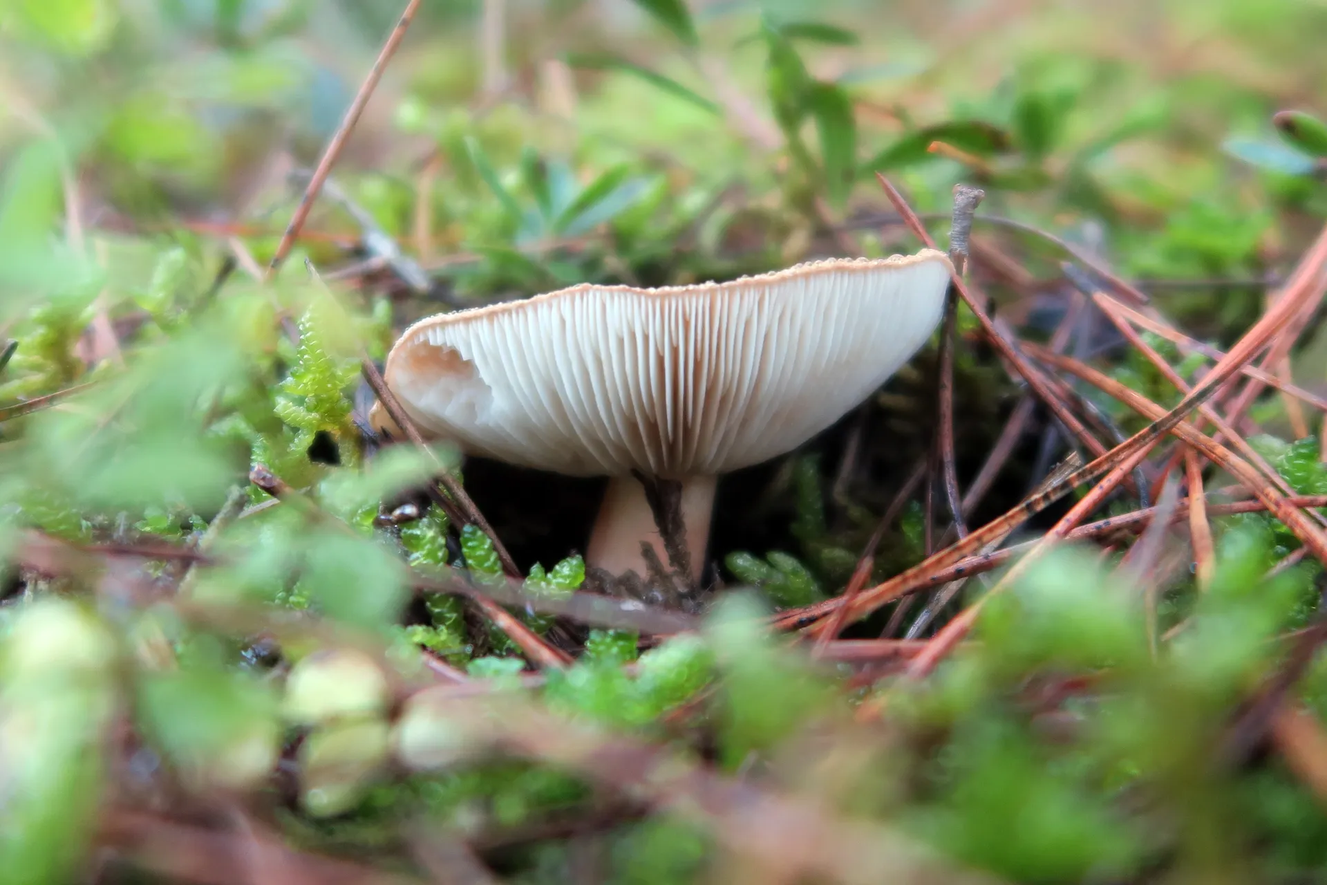 Tricholoma pessundatum - 2